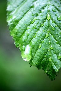 Close-up of raindrops on leaves