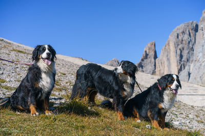 Dogs in the mountains