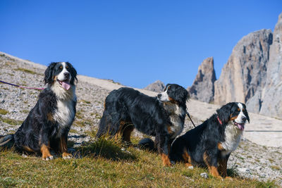 Dogs in the mountains