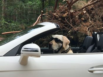 Portrait of dog by car cabrio labrador sunglases 