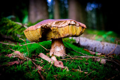 Close-up of mushroom growing in forest