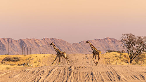 Two giraffes crossing the road in namib