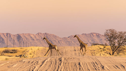 Scenic view of desert against sky