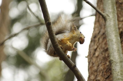 Low angle view of squirrel on tree