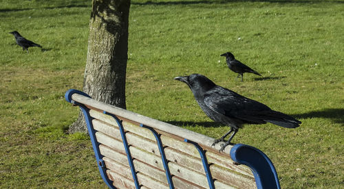 Bird perching on feeder