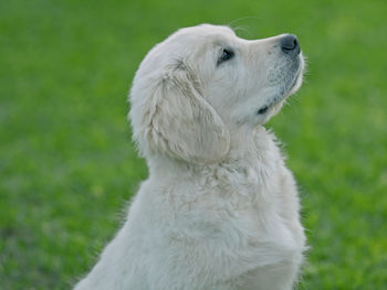 Close-up of dog looking away on field