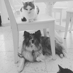 Portrait of cat sitting on floor at home