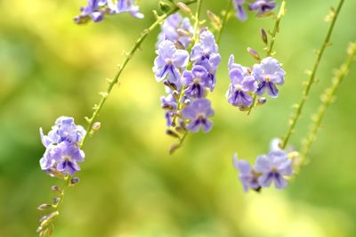 Close-up of purple flowers