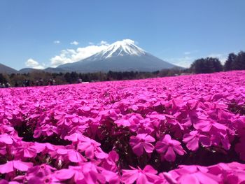 Scenic view of pink flowers on mountain