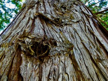 Low angle view of tree trunk