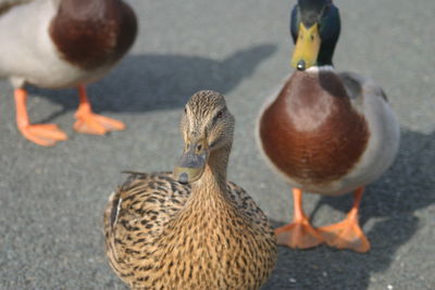 Close-up of bird