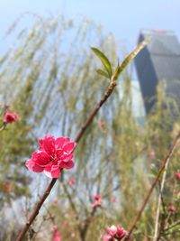 Close-up of flowers blooming against sky