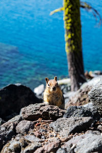 Portrait of cat on rock