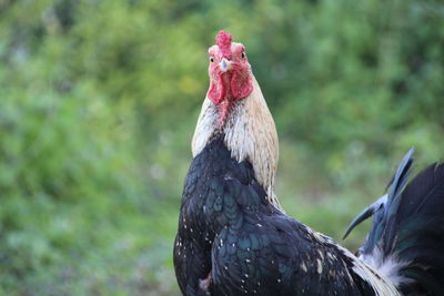 Close-up of a bird