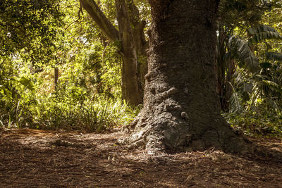 Trees growing in forest