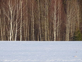 Bare trees on snow covered field