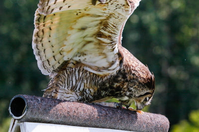 Close-up of owl perching on wood