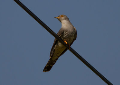 Bird perching on pole against clear sky