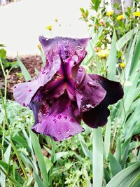 Close-up of purple flowers blooming outdoors