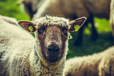 Close-up of sheep looking at camera