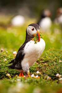 puffin with a