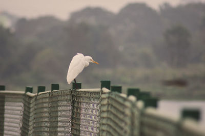 Seagull perching against sky