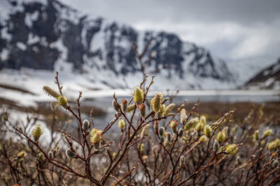 Close-up of snow covered plants against sky