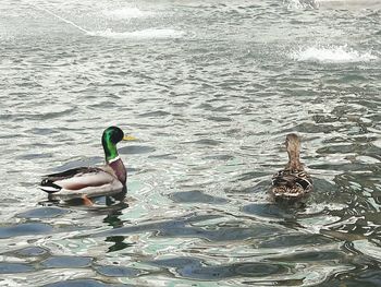 Ducks swimming on lake