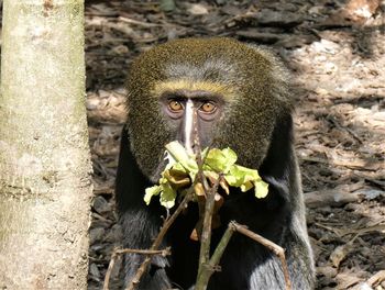 Portrait of a monkey