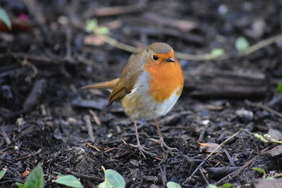 Close-up of bird perching on field