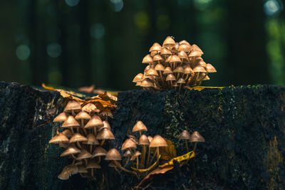 nature