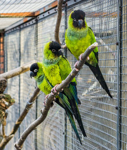 Bird perching on tree in cage