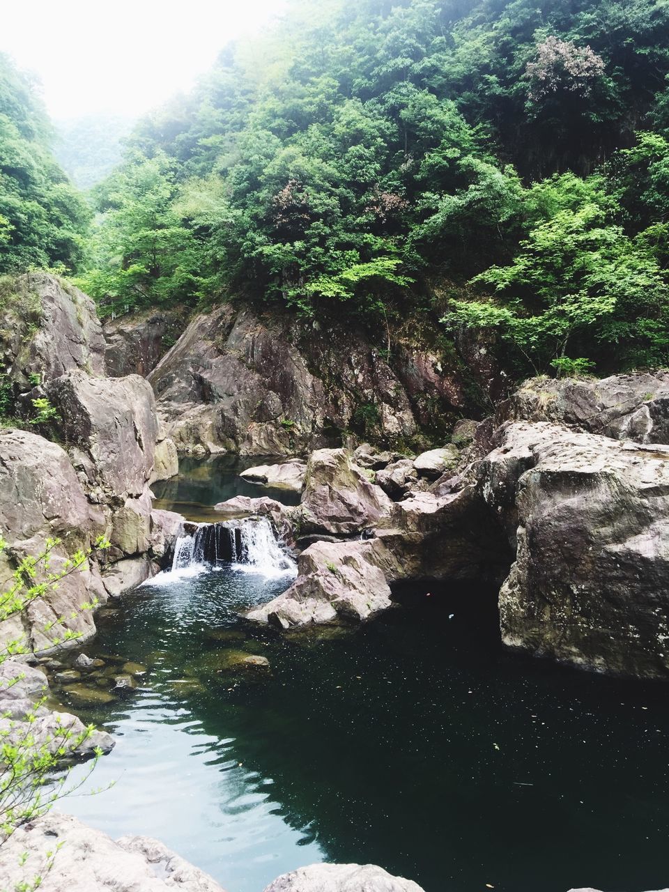 water, rock - object, tranquility, stream, beauty in nature, tranquil scene, scenics, nature, river, tree, rock formation, flowing water, flowing, forest, non-urban scene, reflection, growth, idyllic, day, waterfront