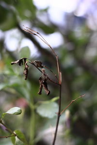 Close-up of leaves on plant