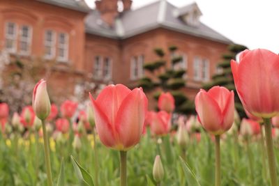 Close-up of pink tulips on field against buildings