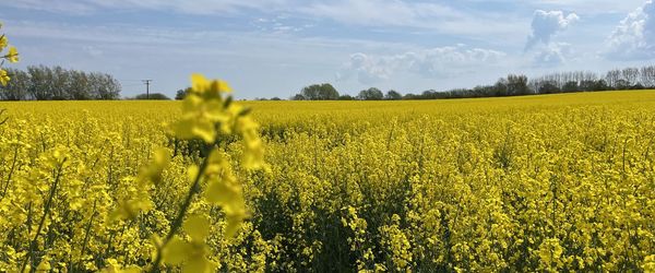 Scenic view of oilseed rape field against sky