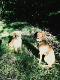 Portrait of dog sitting on field