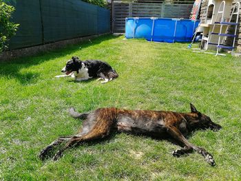 Dog resting on field