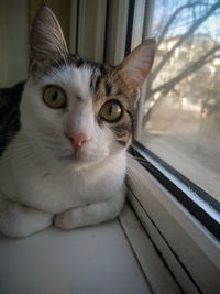 Close-up of cat looking through window