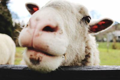 Close-up of sheep