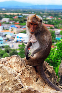 Monkey sitting on rock