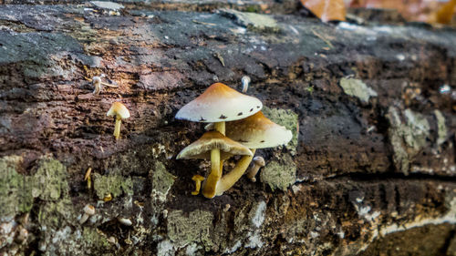 Close-up of mushrooms on rock