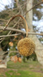 Close-up of fruit growing on tree