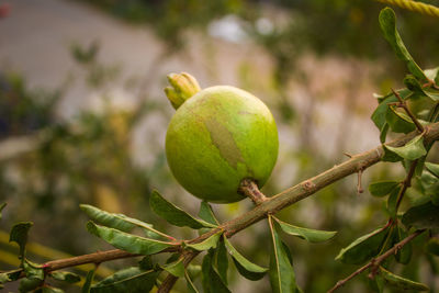 Close-up of fruit growing on tree