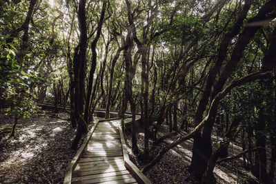 Footpath amidst trees in forest