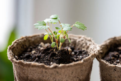 Close-up of potted plant