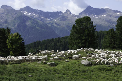 Flock of sheep grazing high in the mountains