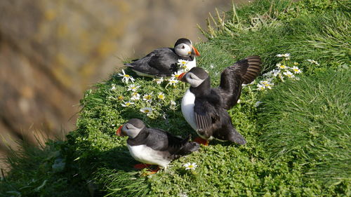 High angle view of puffins by plants at cliff
