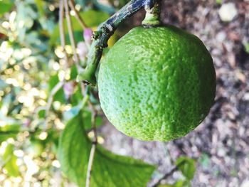 Close-up of fruit on tree