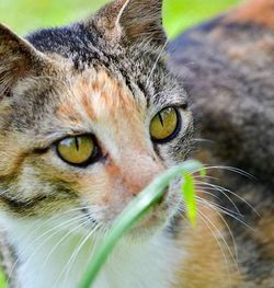 Close-up portrait of cat